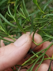 Baccharis angustifolia