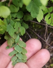 Adiantum cunninghamii
