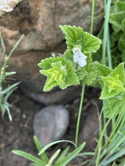 Stachys natalensis