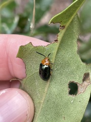 Lamprolina simillima