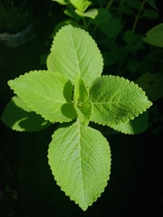 Coleus amboinicus