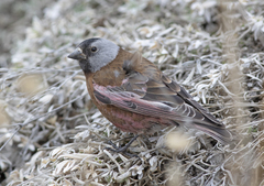 Leucosticte tephrocotis