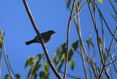Conirostrum speciosum