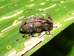 Trypanidius rubripes