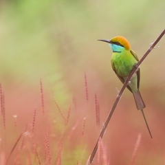 Merops orientalis