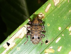 Trypanidius rubripes