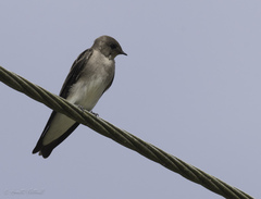 Stelgidopteryx ruficollis