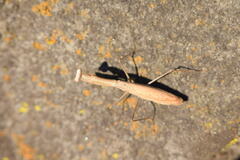 Statilia maculata maculata