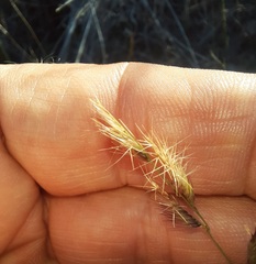 Bouteloua trifida