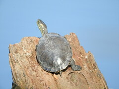 Trachemys hartwegi