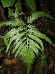 Selaginellales