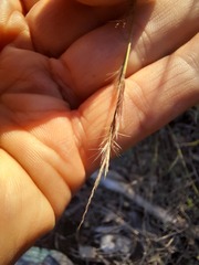 Bouteloua trifida