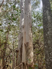Eucalyptus grandis