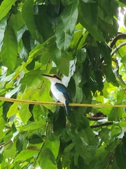 Todiramphus pelewensis