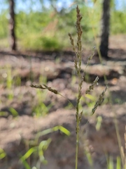 Poa angustifolia