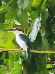 Todiramphus pelewensis