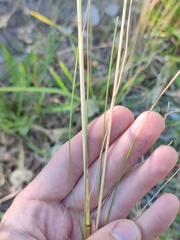 Poa angustifolia