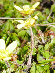 Ranunculus gracilipes