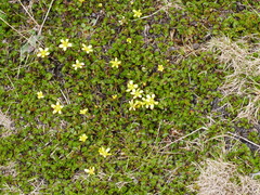 Ranunculus gracilipes