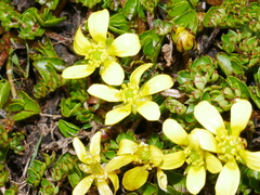Ranunculus gracilipes