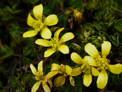 Ranunculus gracilipes