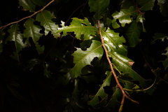 Aphloia theiformis