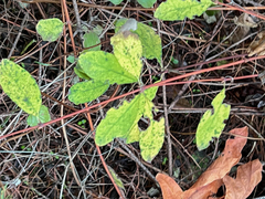 Symphoricarpos mollis