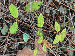 Symphoricarpos mollis