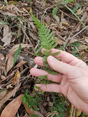 Blechnum parrisiae