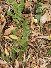 Blechnum parrisiae