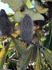 Banksia robur