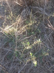 Hedeoma reverchonii