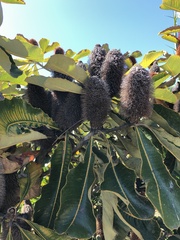 Banksia robur