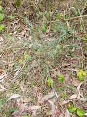 Cymbopogon refractus