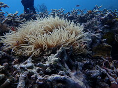 Heteractis crispa