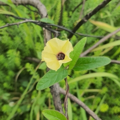 Hewittia malabarica