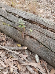 Davallia solida pyxidata