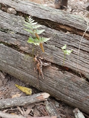 Davallia solida pyxidata