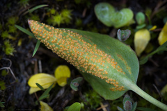 Puccinia violae