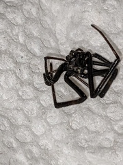 Latrodectus hesperus