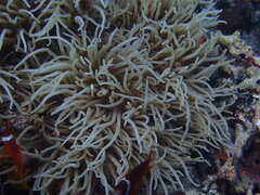 Heteractis crispa