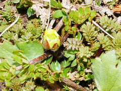 Ranunculus gracilipes