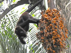 Alouatta guariba