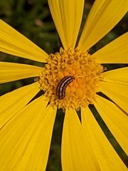 Homoeosoma electella