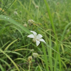 Wahlenbergia undulata