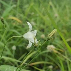 Wahlenbergia undulata