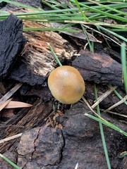 Psilocybe allenii