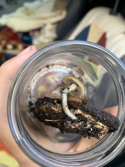 Psilocybe allenii