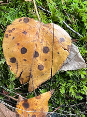Dothideomycetes