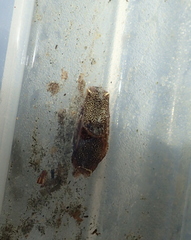 Aglaja ocelligera
